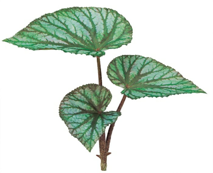 ASCA アスカ ベゴニアブッシュ グリーン (A-44092-51A)【入数:12】