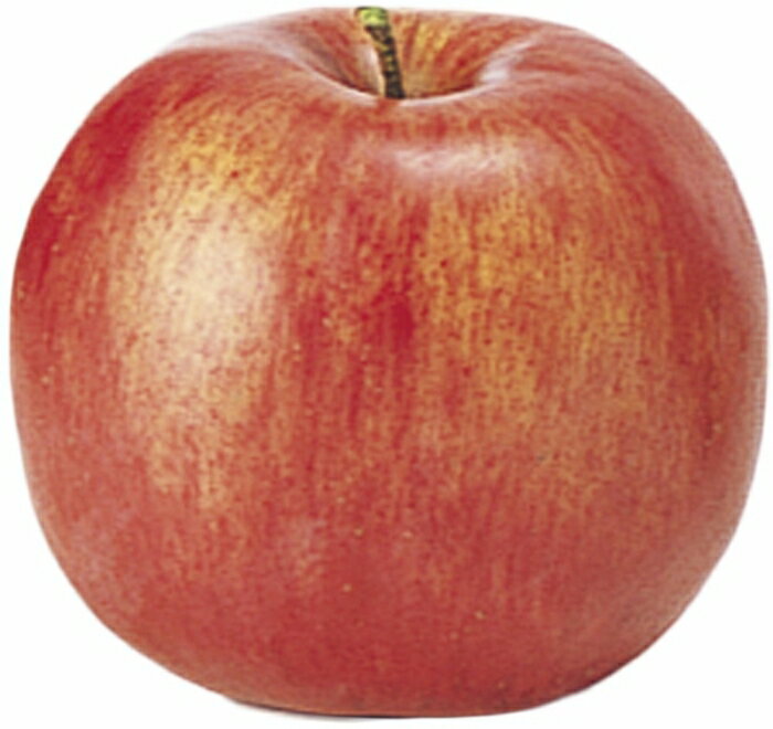 アスカ(Asca) アップル(リンゴ) (A-20399002)