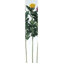アスカ(Asca) マム(S)【価格変更】 (A-36094-10)【入数:12】
