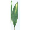 アスカ(Asca) ハラン【価格変更】 (A-46075-53A)【入数:24】