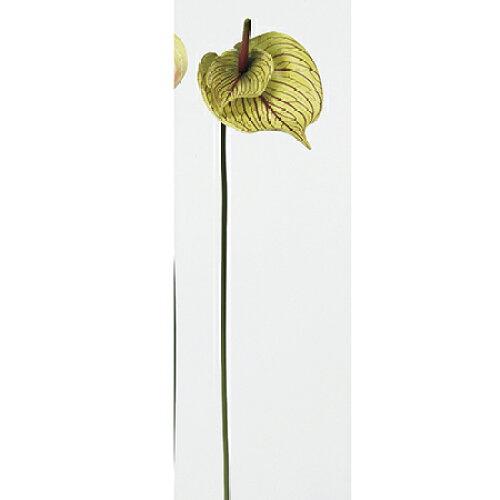 アスカ(Asca) アンスリウム【価格変更】 (A-32376-51A)【入数:12】