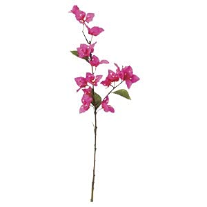 アスカブーゲンビリア×16