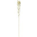 アスカ(Asca) リュウカデンドロン【価格変更】 (A-43976-8)【入数:24】
