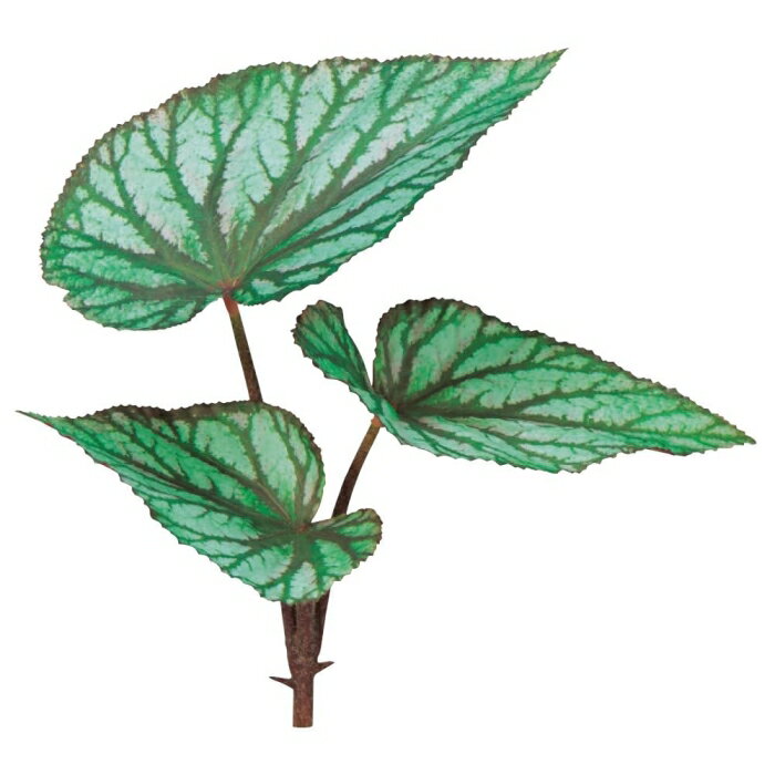 アスカ(Asca) ベゴニアブッシュ グリーンレッド (A-44093-51G)【入数:12】