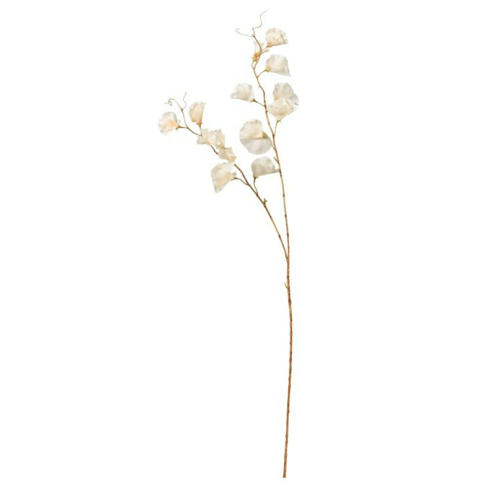 ASCA アスカ スイトピー×14 アイボリー (A-34502-91)【入数:24】