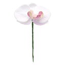 アスカ(Asca) コチョウランピック(S)【価格変更】 (A-34237016)【入数:24】