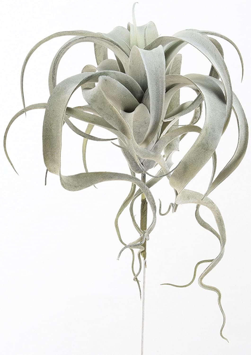 アスカ(Asca) asca キセログラフィカ グレイグリーン 全長35cm A-42476-063G