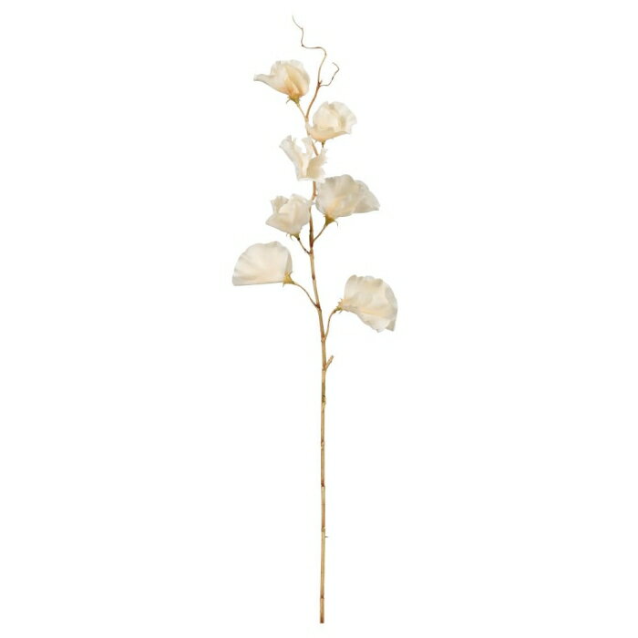 ASCAアスカスイトピー×7アイボリー