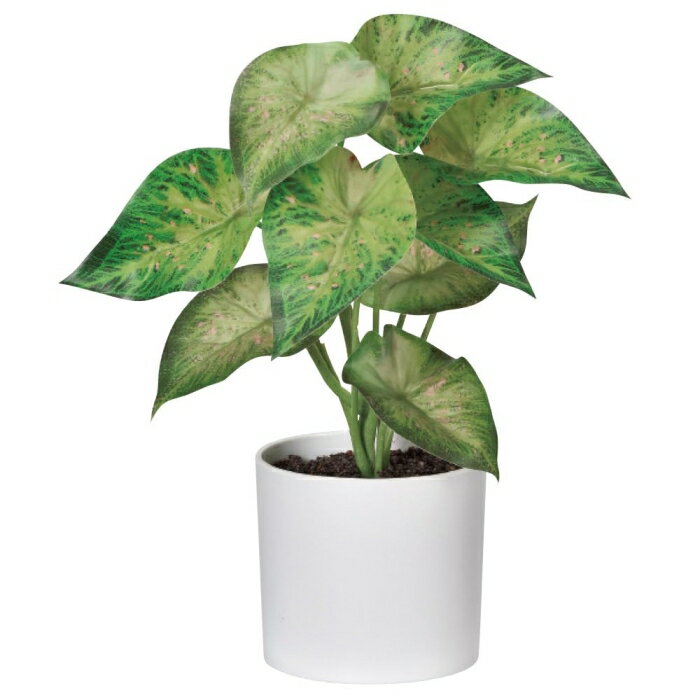 ASCA アスカ A?51090 カラジューム(ポット付) (72-51090-151)