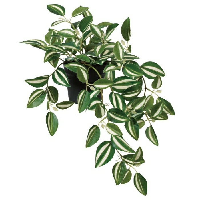 ASCA アスカ A?51092 ワンダリングジュー(ポット付) (72-51092-151)