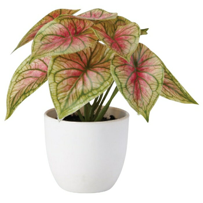 ASCA アスカ A?51102 カラジューム(ポット付) (72-51102-151)