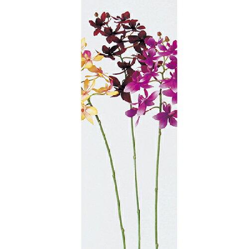 アスカ(Asca) Aー31851 ミニオーキッドX#015A ワイン (72-31851-15)