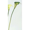 シオン工芸 カラーリリィ(S) (A-31387-51A)【入数:24】