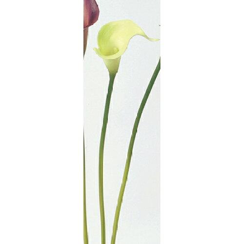 アスカ(Asca) Aー31387 カラーリリィ(S#051 セロリ (72-31387-51)