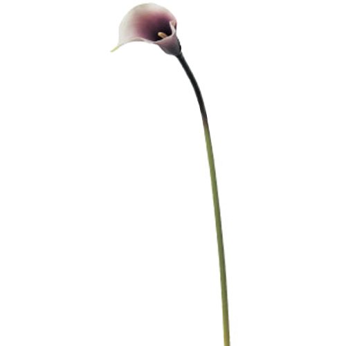 アスカ(Asca) Aー39480 カラーリリィ#007W パープルホワイト (72-39480-107)