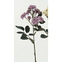 アスカ(Asca) Aー31959 ポンポンローズ×#006C ラベンダークリーム【薔薇】【ばら】【バラ】 (72-31959-6)