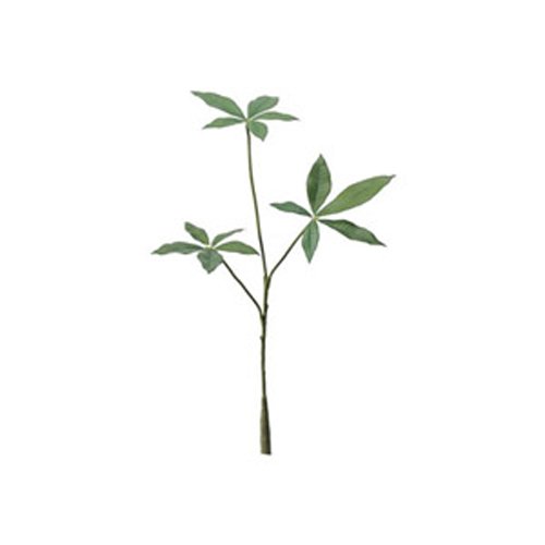 ASCA アスカ パキラ(S) (A-46038051A)