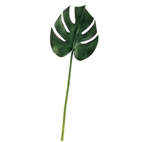 ASCA アスカ モンステラ(L) (A-40982051A)