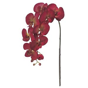 アスカ(Asca) コチョウラン×8 つぼみ×4 (A-39483002)