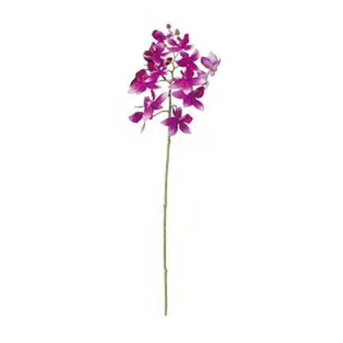 ASCA アスカ ミニオーキッドX11 つぼみX2 (A-31851045)