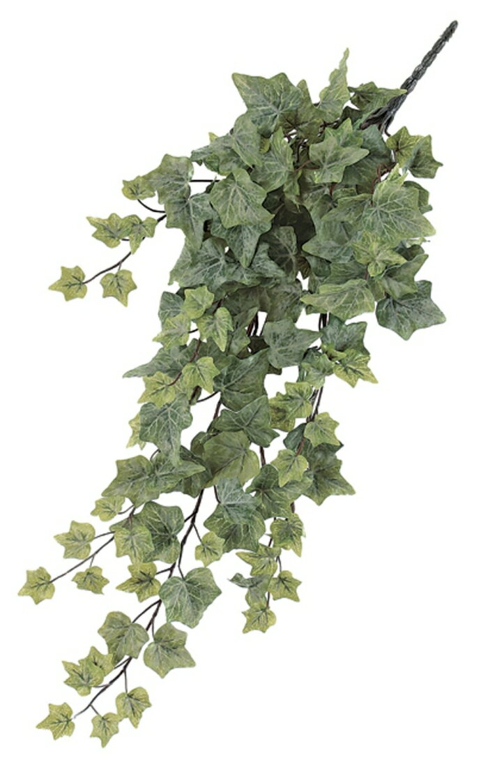 アスカ(Asca) イングリッシュアイビーバイン (A-42365051F)