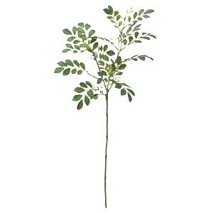 アスカ(Asca) トネリコ (A-42647051A)