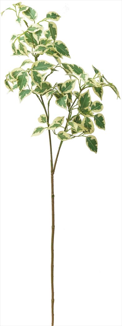 ASCA アスカ ファイカススプレー (A-43634053A)