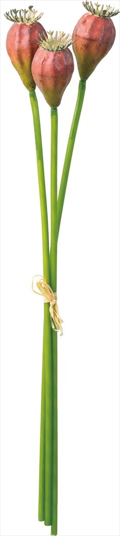 ASCA アスカ ポピーシード(1束3本) (A-47919015)