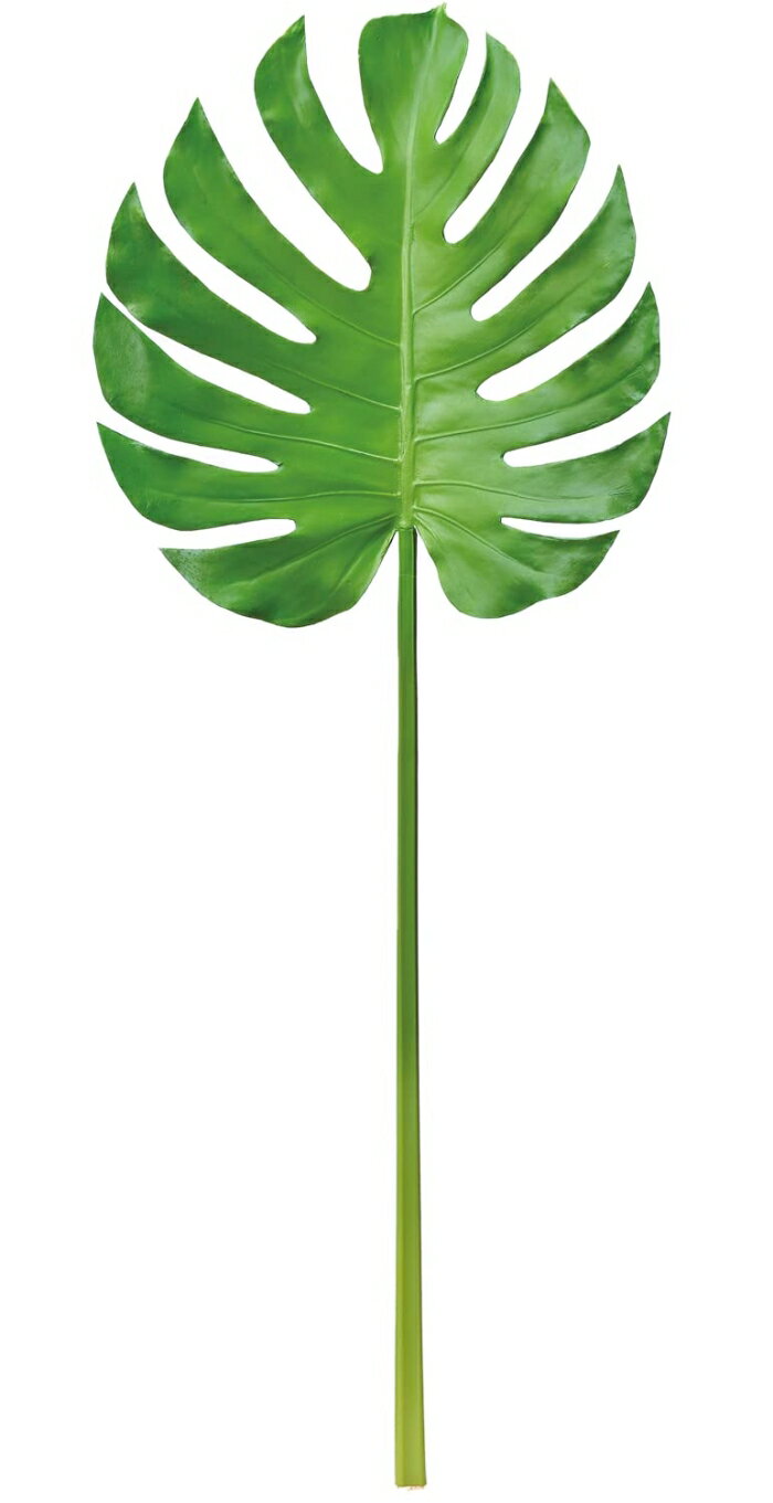 ASCA アスカ モンステラ (A-43904052B)