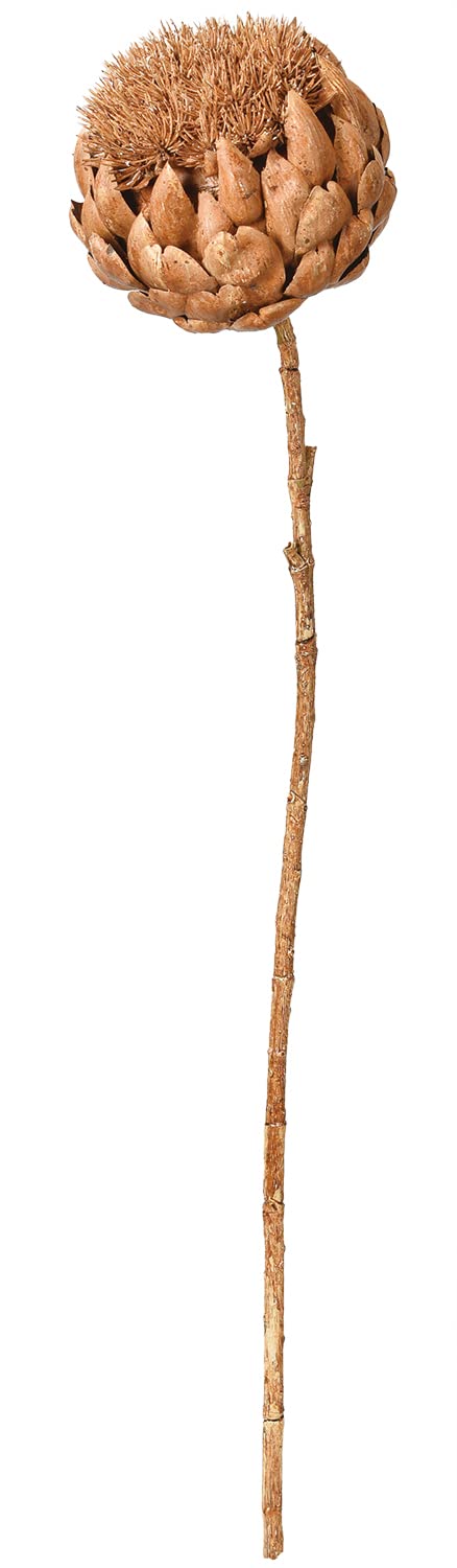 ASCA アスカ アーティチョーク (A-34374028B)