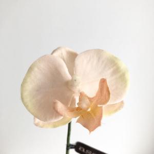 アスカ(Asca) コチョウランピック(S) (A-34237-4)【入数:24】