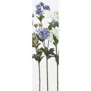 ASCA アスカ アストランティア×14【価格変更】 (A-32677-19)【入数:12】