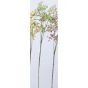 アスカ(Asca) ジプソフィラ×135【価格変更】 (A-33816-52B)【入数:12】