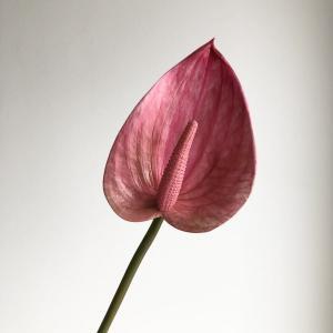 &nbsp;メーカー&nbsp;ASCA アスカ&nbsp;商品カテゴリ&nbsp;フラワー・観葉植物＞造花&nbsp;発送目安&nbsp;2日〜3日以内に発送予定（土日祝除）&nbsp;お支払方法&nbsp;銀行振込・クレジットカード&nbsp;送料&nbsp;送料無料&nbsp;特記事項&nbsp;&nbsp;その他&nbsp;