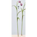 アスカ(Asca) フリチラリア×2【価格変更】 (A-34309-7)【入数:12】