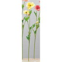 アスカ(Asca) バターカップ×2 つぼみ×1【価格変更】 (A-34294-10)【入数:24】