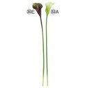 アスカ(Asca) カラーリリィ クリームグリーン (A-34477-53A)【入数:12】