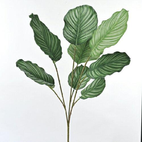 アスカ(Asca) カラテア (A-41928-053A)