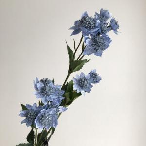 ASCA アスカ アストランティア×14【価格変更】 (A-32959-19)【入数:12】