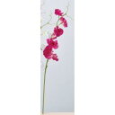 アスカ(Asca) スイトピー×7【価格変更】 (A-34346-26)【入数:24】