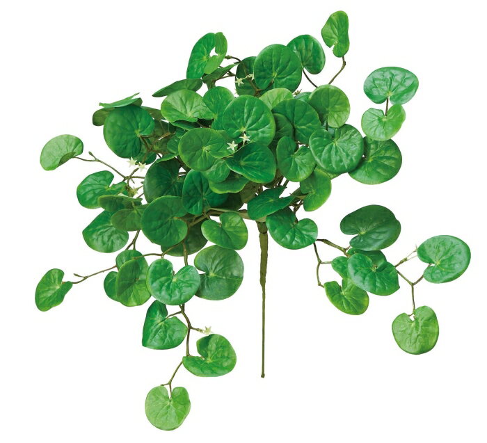 アスカ(Asca) シルバーフォールブッシュ グリーン (A-44102-51A)【入数:12】