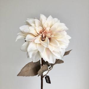 ASCA アスカ ダリア【価格変更】 (A-34094-11B)【入数:24】