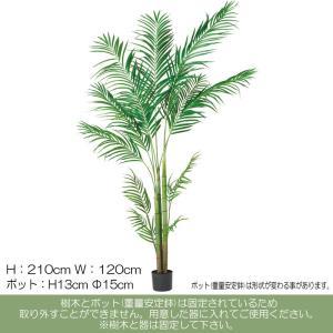 ASCA アスカ A-51026 アレカパーム(ポット付) #051A グリーン (72-51026-151)