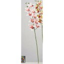 アスカ(Asca) 【2023新商品】A?34544 シンビジューム× #003C クリ-ムピンク (72-34544-103)