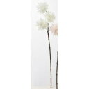 アスカ(Asca) 【2023新商品】A?34519 クレマチスシード #011 クリ-ムホワイト (72-34519-11)