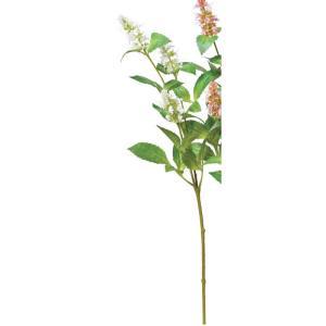 アスカ(Asca) A?34537 パチュリ×3 (72-34537-1)