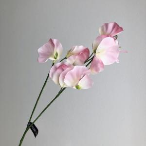 ASCAアスカA?34585スイト...