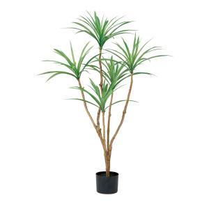 アスカA-51078ドラセナ