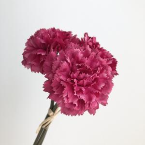 ASCA アスカ カーネーションバンチ(1束3本) (A-33160015A)