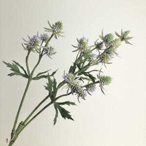 生日 - ASCA アスカ エリンジウム×20 (A-34147016)